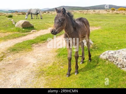 Dartmoor Pony foal, parc national de Dartmoor, près de Combestone Tor, Devon, Angleterre, ROYAUME-UNI Banque D'Images