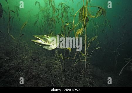 Grand brochet (Esox lucius), poisson carnivore d'eaux saumâtres et fraîches, Allemagne, Europe Banque D'Images