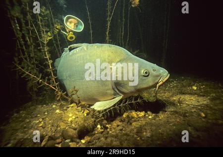 Plongée sous-marine et carpe européenne (Cyprinus carpio), Bade-Wurtemberg, Allemagne, Europe Banque D'Images