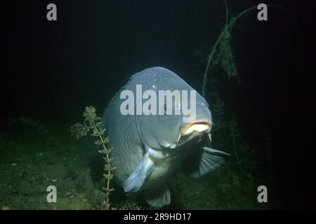 Carpe européenne (Cyprinus carpio), Bade-Wurtemberg, Allemagne, Europe Banque D'Images