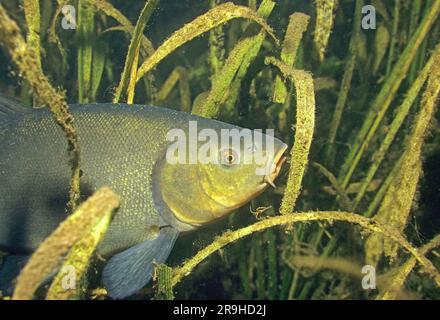 Tenche d'or, Tench (Tinca tinca), carpes familiales (Cyprinidae), Bade-Wurtemberg, Allemagne, Europe Banque D'Images