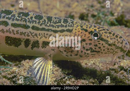 loach à épines, poissons-perches (Cobitis taenia), en voie de disparition, Bade-Wurtemberg, Allemagne, Europe Banque D'Images