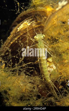 Larve de libellules (Coenagrion sp.) Et la coquille d'eau douce (Dreissena polymorpha), Bade-Wurtemberg, Allemagne, Europe Banque D'Images