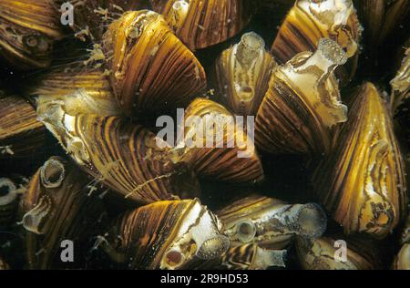 Coquillages d'eau douce (Dreissena polymorpha), colonie, Bade-Wurtemberg, Allemagne, Europe Banque D'Images