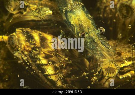 Crevettes d'eau douce européennes (Atyaephyra desmaresti) sur une coquille d'eau douce (Dreissena polymorpha), Bade-Wurtemberg, Allemagne, Europe Banque D'Images