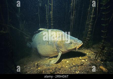 Carpe européenne (Cyprinus carpio), Bade-Wurtemberg, Allemagne, Europe Banque D'Images