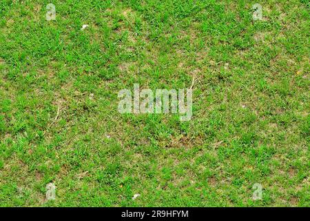 Texture de la vue de dessus du champ d'herbe Banque D'Images