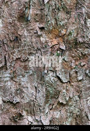 Texture de l'arbre de Bark inclinable Banque D'Images