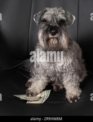 Un gros plan d'un chien schnauzer miniature est assis dans une chaise de bureau et tient des billets de cent dollars sous sa patte. Peut être utilisé comme analyse de concept métier Banque D'Images