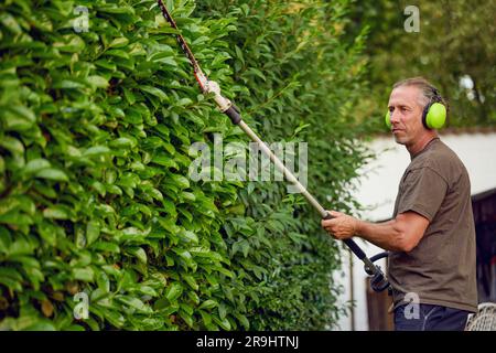 Jardinier tailler une haie à l'aide d'un taille-haie dans le jardin d'un client avec des couvre-oreilles pour la protection Banque D'Images