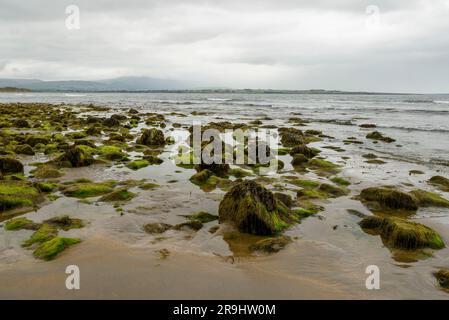 Rochers couverts d'algues sur la plage de Strandhill, comté de Sligo, Irlande Banque D'Images