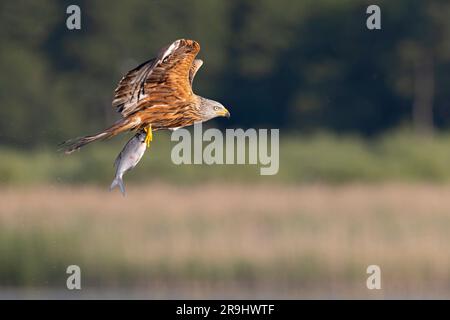 Un cerf-volant rouge (Milvus milvus) volant et tenant un poisson dans ses tallons. Banque D'Images