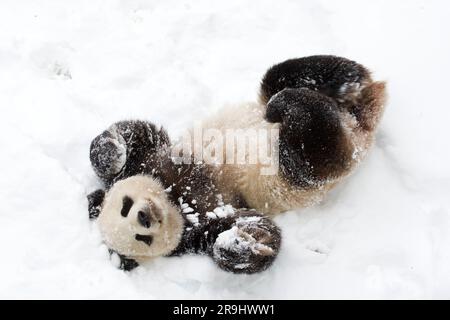 Panda géant dans la neige Banque D'Images