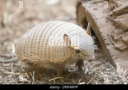 Armadillo hurlant Banque D'Images