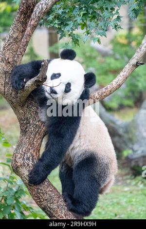 Panda géant dans un arbre de l'exposition Asia Trail du zoo national de Smithsonian. Banque D'Images