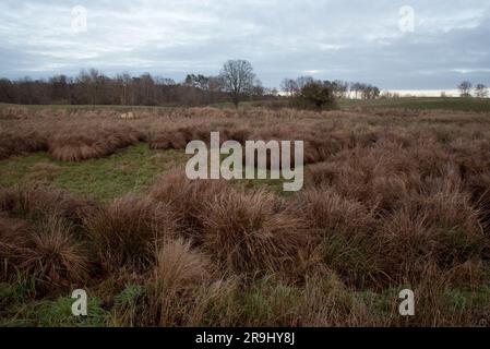 Les moraines terminales de l'âge glaciaire sont encore en train de réfléchir dans le comté d'Uckermark dans le nord-est de l'Allemagne près de Briesen aujourd'hui. Banque D'Images