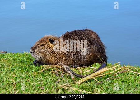 Gros plan de la nutria humide sur l'herbe juste en dehors du lac Banque D'Images