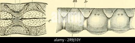 'Einführung in die Vergleichende Anatomie der Wirbeltiere, für studierende' (1907) Banque D'Images