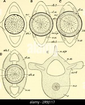 'Einführung in die Vergleichende Anatomie der Wirbeltiere, für studierende' (1907) Banque D'Images