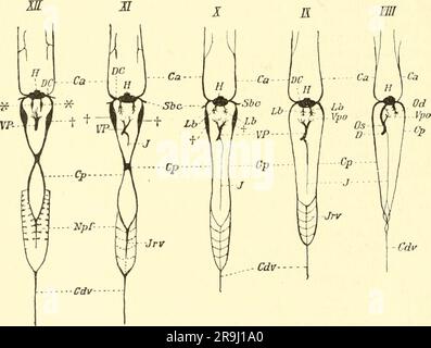 'Einführung in die Vergleichende Anatomie der Wirbeltiere, für studierende' (1907) Banque D'Images