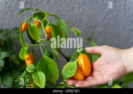 Une femme récolte des piments chauds NuMex Pumpkin Spice Chili cultivé à la maison sur le balcon Banque D'Images