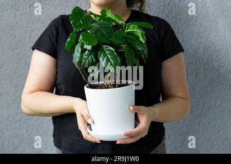 Une femme sans visage dans un T-shirt noir tient une casserole blanche avec un arbre de café qui pousse en elle Banque D'Images