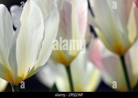 Gros plan d'un groupe de fleurs Tulipa Purissima avec de larges pétales blancs allongés et une base crémeuse. Aussi appelé Empereur blanc. Groupe Fosteriana. Banque D'Images