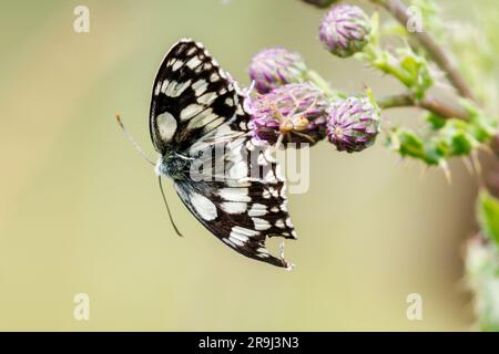 Papillon blanc marbré, Melanargia galathea, Sussex, Royaume-Uni Banque D'Images