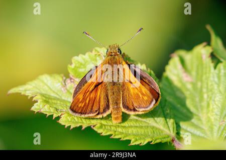 Grand papillon de skipper, Ochlodes sylvanus, Sussex, Royaume-Uni Banque D'Images