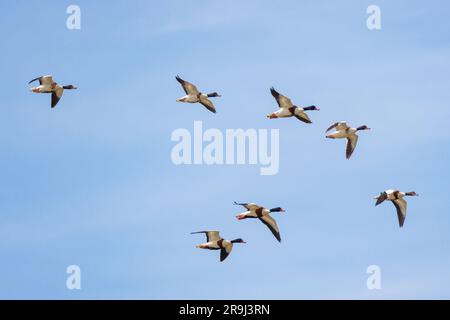 Un troupeau de Shelduck, Tadorna tadorna, volant contre un ciel bleu à Sussex, Royaume-Uni Banque D'Images