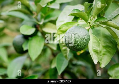 Des oranges ou des limes vertes non mûres sur un arbre. Concept de récolte et de ferme Banque D'Images