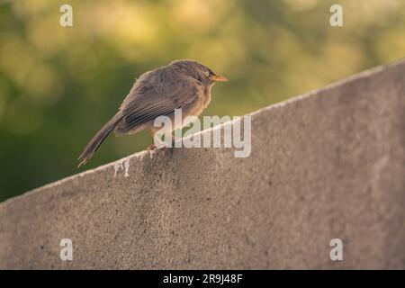 Chat brun indien oiseau assis sur un mur; le nom scientifique du chat indien est Cercomela fusca et il appartient à la sous-famille chat (Saxicolinae) Banque D'Images