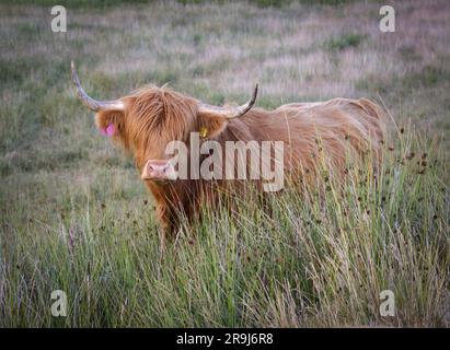 Le Highland Coo ou Heelan Coo est la plus ancienne race de bétail enregistrée au monde, connue sous le nom de doux géants de l'Écosse. Banque D'Images