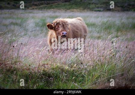 Un adorable veau domestique de Highland Cow dans un pré herbacé. Banque D'Images