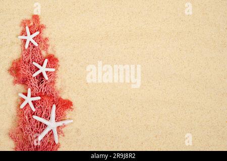 étoiles de mer blanches avec algues roses sur fond de sable. Carte de vacances d'été avec espace pour le texte Banque D'Images