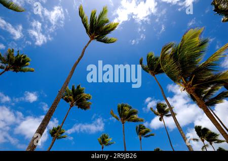 Manny plam arbres et un ciel bleu en arrière-plan. Banque D'Images