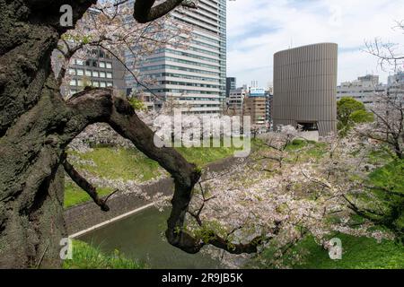 Tokyo, Japon-avril 2023 ; gros plan d'une épaisse branche de cerisier japonais avec fleur de cerisier rose et blanc ou Sakura dans le parc Kudanzaka avec National Banque D'Images