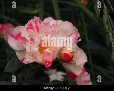 Gros plan de la floribunda Rose bicolore rayée « Mind Games » montrant des pétales striés roses et blancs Banque D'Images