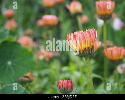 Gros plan des fleurs de Calendula officinalis 'Touch of Red buff' et 'Sunset buff' avec les pétales qui se ferment lorsque la lumière s'estompe en nyctinasty Banque D'Images