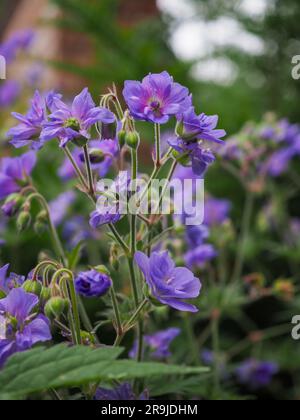 Fleurs violettes bleu foncé du géranium pratense 'ciel azur' (géranium robuste ou bec de cranesbill) poussant dans un jardin britannique au début de l'été Banque D'Images