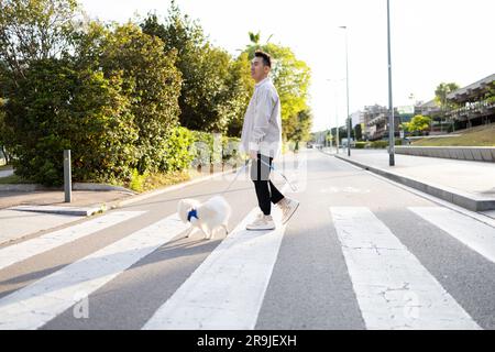 Vue latérale du jeune asiatique en vêtements décontractés avec un adorable chien spitz blanc de Pomeranian qui marche de l'autre côté de la route sur le passage en croix dans la rue par beau temps Banque D'Images