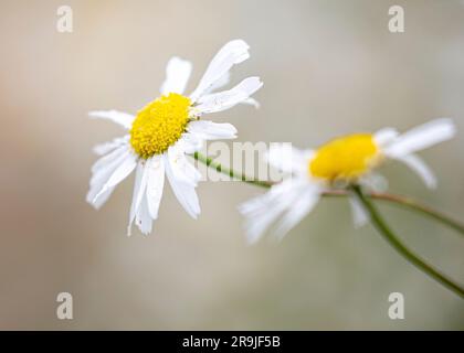 Gros plan de fleurs de Marguerite Oxeye (Leucanthemum vulgare) poussant à l'état sauvage dans la campagne britannique. Fermez les marguerites sauvages en détail. Banque D'Images