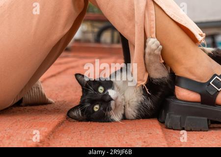 Vue latérale d'une femme sans visage avec sale mignon adopté chat blanc et noir sur le toit curieusement regarder loin Banque D'Images