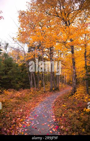 Beaux paysages de couleurs de feuillage automnal à l'intérieur du parc national des Hautes-terres-du-Cap-Breton. Franey Trail. Couleurs d'automne, Nouvelle-Écosse, CANADA Banque D'Images