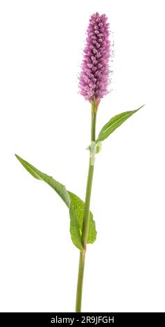 Bistorta officinalis fleur isolée sur fond blanc Banque D'Images