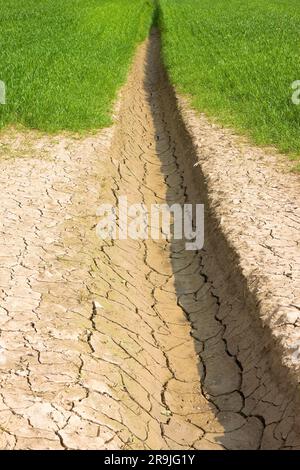 Champ de blé avec de vastes zones improductives - concept de la famine Banque D'Images