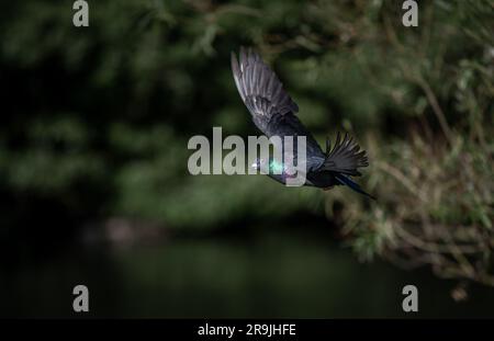 Colombe rocheuse ou pigeon commun ou pigeon ferral en vol. Image paysage avec ailes relevées. Pigeon commun (Columba livia) à Kelsey Park, Beckenham, Kent, Royaume-Uni Banque D'Images