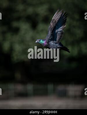 Colombe rocheuse ou pigeon commun ou pigeon ferral en vol. Image portrait avec ailes relevées. Common pigeon (Columba livia), Kelsey Park, Beckenham, Kent, Royaume-Uni. Banque D'Images