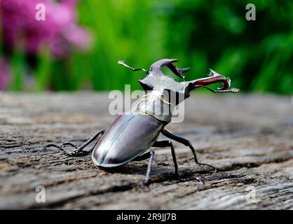 Coléoptère mâle avec des mâchoires longues et pointues dans la forêt sauvage assis sur le tronc d'un chêne, le coléoptère se compose de gros cornes, de belles jambes fortes, Banque D'Images