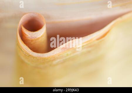 Une section de boucles d'écorce qui se trouve à l'écart du tronc d'un bouleau rouge chinois connu aussi bien que Betula albosinensis Banque D'Images